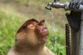 Wild Proboscis monkey or Nasalis larvatus, drinks water of Borneo, Malaysia