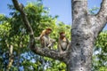 Wild Proboscis monkey or Nasalis larvatus, in rainforest of Borneo, Malaysia