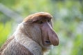 Wild Proboscis monkey or Nasalis larvatus, in rainforest of Borneo, Malaysia