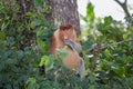 The Wild Proboscis Monkeys of Bako National Park, Sarawak Province, Malaysia