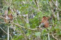 The Wild Proboscis Monkeys of Bako National Park, Sarawak Province, Malaysia