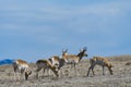 Wild Pronghorn Antelope herd in the Colorado Grasslands Royalty Free Stock Photo