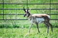 Antelope loping along Royalty Free Stock Photo