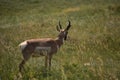 Wild Pronghorn Buck in a Field