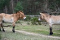 Wild Przewalski horses near a forest staring at each other