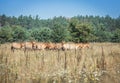 Wild Przewalski horses