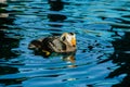 Puffin Bird - Alaska Royalty Free Stock Photo