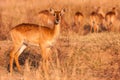 Wild Puku Antelope Royalty Free Stock Photo