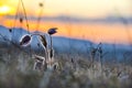 Wild pulsatilla flowers  in the springtime Royalty Free Stock Photo