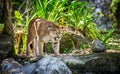 Wild Puma Royalty Free Stock Photo