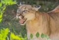 wild puma Royalty Free Stock Photo
