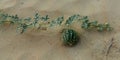 Wild Pumpkin in the UAE desert Royalty Free Stock Photo