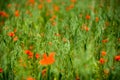 Wild puppies and cereals field