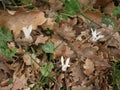 Wild cyclamen ( Cyclamen creticum) growing among fallen leaves in Spili Crete Royalty Free Stock Photo