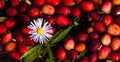 Banner Cranberry Bog Flower Floating