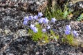 Wild purple bell flowers in the tundra Royalty Free Stock Photo