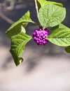 Wild purple berries