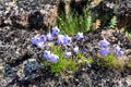 Wild purple bluebells flowers on the moss in the tundra. Arctic summer Royalty Free Stock Photo