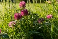 Wild purple clover with dew in early July morning