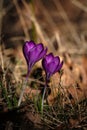 Wild purple crocus, the symbol of spring is coming. Crocuses blooming in their natural environment in the forest. Crocus Royalty Free Stock Photo