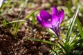 Wild purple crocuses blooming in their natural environment in the forest Royalty Free Stock Photo