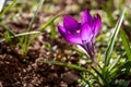 Wild purple crocuses blooming in their natural environment in the forest