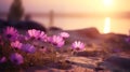 Wild purple daisies reveling in the soft sunset light on a coastal landscape