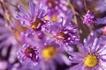 Wild purple echinacea flowers in autumn in the morning Royalty Free Stock Photo