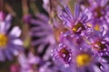 Wild purple echinacea flowers in autumn in the morning Royalty Free Stock Photo