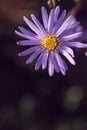 Wild purple echinacea flowers in autumn in the morning Royalty Free Stock Photo