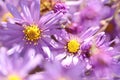 Wild purple echinacea flowers in autumn in the morning Royalty Free Stock Photo