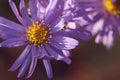 Wild purple echinacea flowers in autumn in the morning Royalty Free Stock Photo