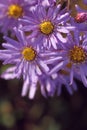 Wild purple echinacea flowers in autumn in the morning Royalty Free Stock Photo