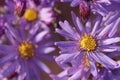 Wild purple echinacea flowers in autumn in the morning Royalty Free Stock Photo