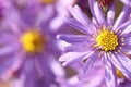 Wild purple echinacea flowers in autumn in the morning Royalty Free Stock Photo