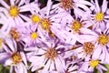 Wild purple echinacea flowers wall in autumn in the morning Royalty Free Stock Photo