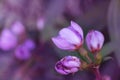 Wild purple exotic flower in summer nature background Royalty Free Stock Photo