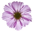 Wild Purple Flower