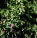 Wild purple flower