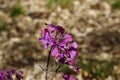 Wild purple flower in a forest at spring