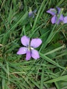 Wild Purple Flower