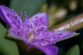 Wild purple flower macrophoto close up Sesuvium portulacastrum is a sprawling perennial herb commonly known as shoreline Royalty Free Stock Photo