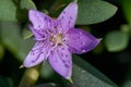 Wild purple flower macrophoto close up Sesuvium portulacastrum top view of a sprawling perennial herb commonly known as Royalty Free Stock Photo