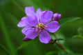 Wild purple flower Melastoma malabathricum