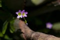 Wild purple flower with a pentagon-shaped figure in the center