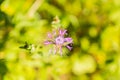 Wild purple flower