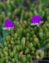 Wild purple flower plants near beach
