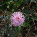 Wild purple flower which is beautiful and attractive.