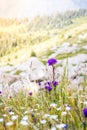 Wild purple flowers in the alpine meadows in the mountains Royalty Free Stock Photo