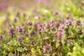 Wild Purple Flowers Blooming. Royalty Free Stock Photo